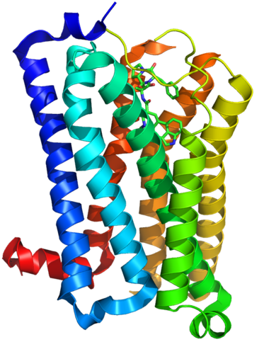 5-HT receptor